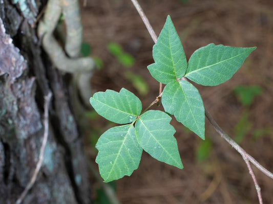 Leaves of Three, and Other Plants to Avoid